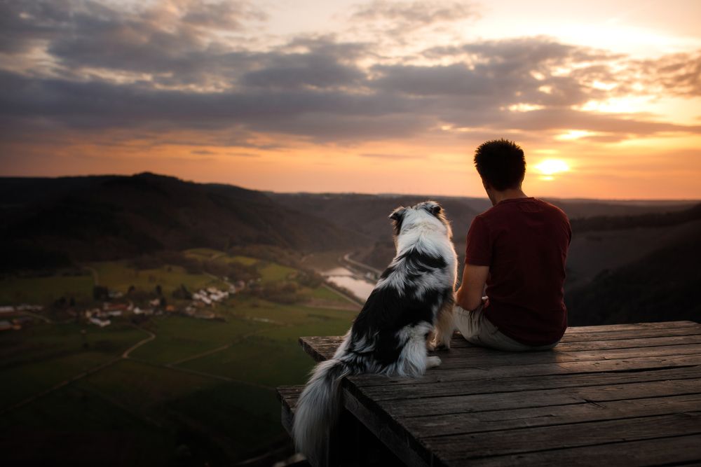 The Therapeutic Benefits of Pet Companionship