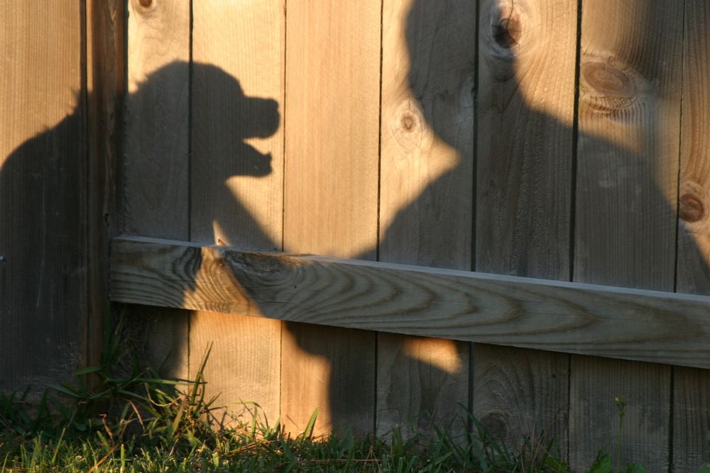 Navigating the Decision: When Is the Right Time for Euthanasia?