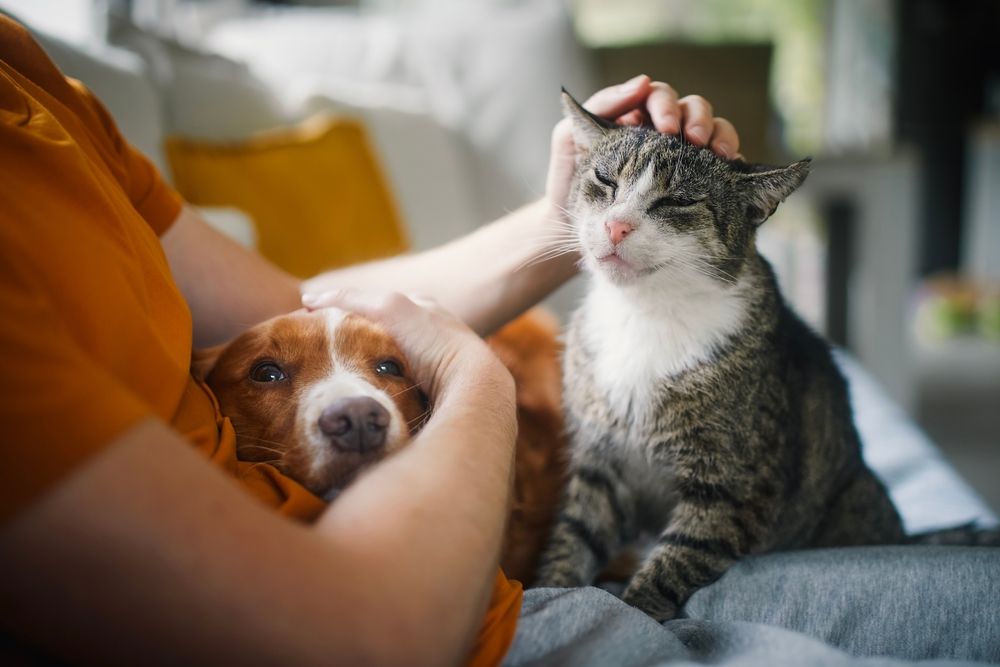 End-Of-Life Planning For Pets: A Compassionate Checklist For Pet Parents