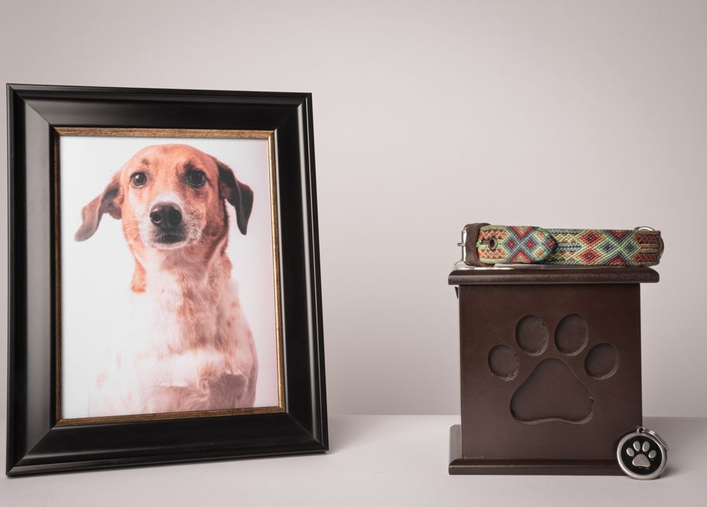 Private vs. Communal Pet Cremation: What's the Difference?