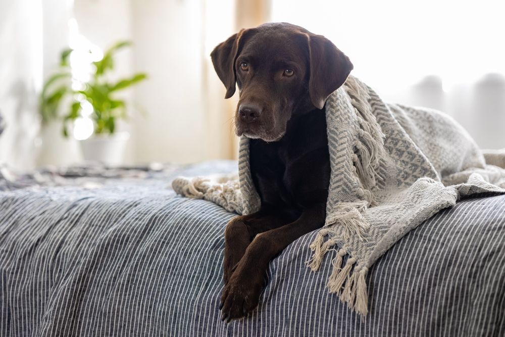 Why Compassion Matters In Pet Aftercare