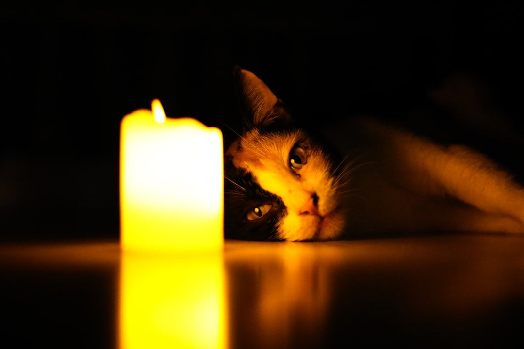 Local Cat Cremation: Honoring Your Feline Friend's Memory