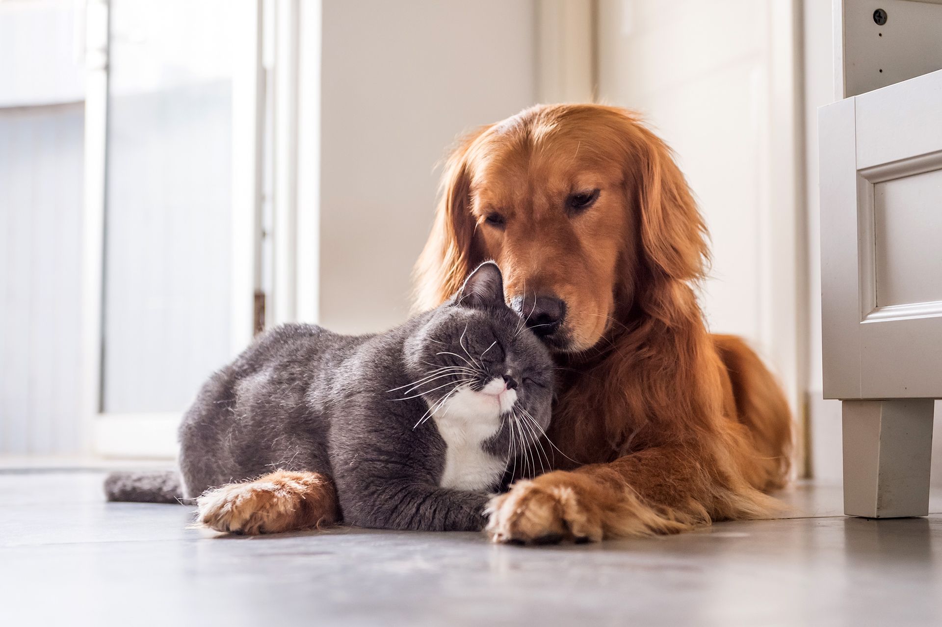 A dog and cat together