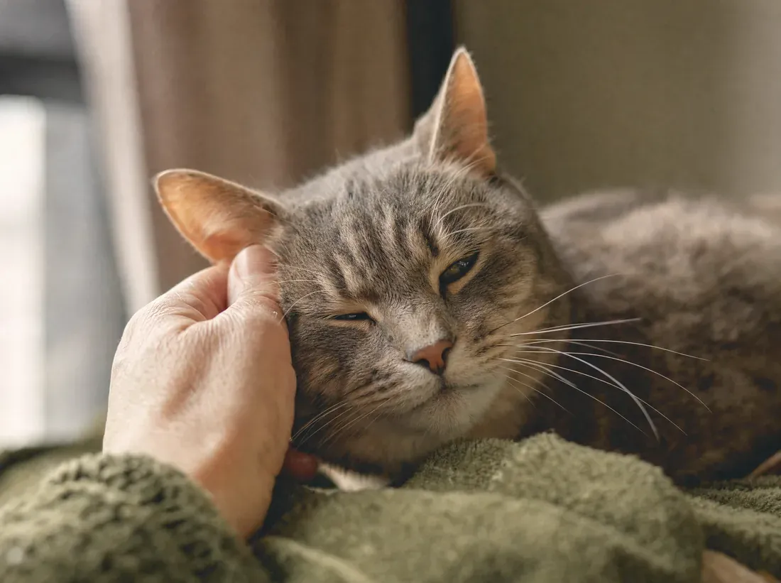 A hand gently stroking the cheek of a serene senior cat