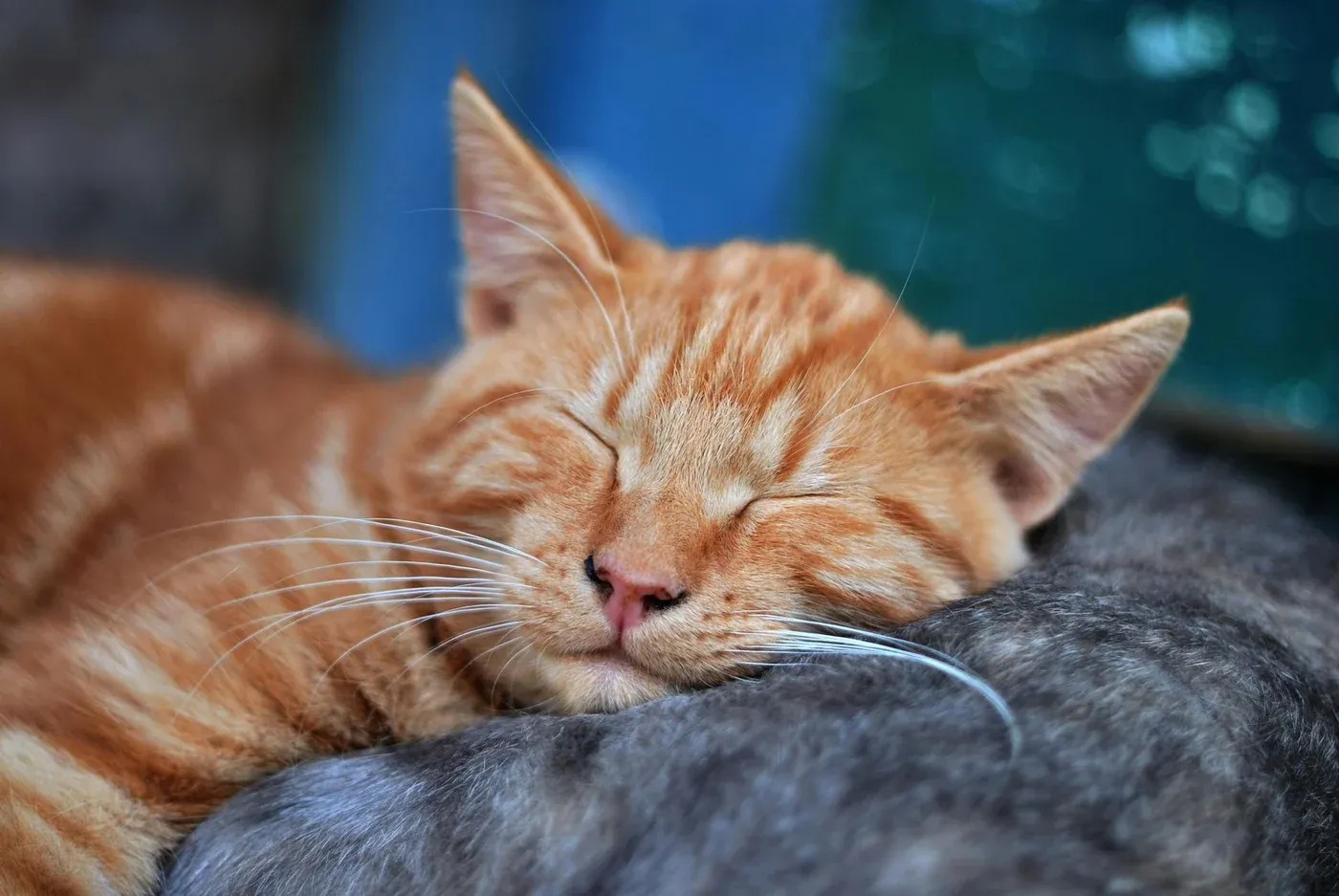 A ginger cat asleep