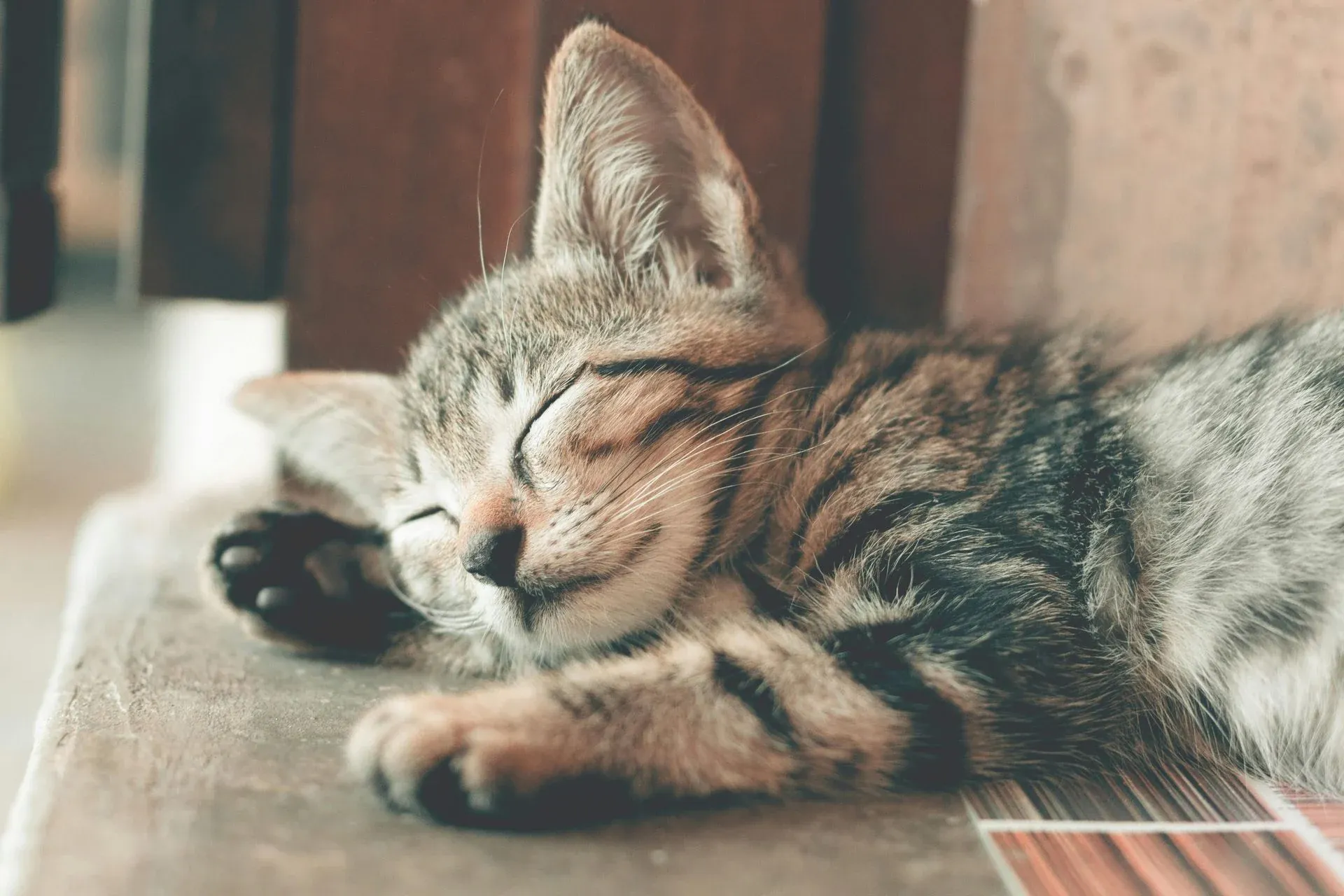 A cat sleeping peacefully in the sun